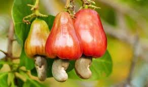 Cashew Apples